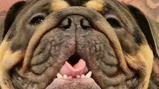 Onion hated his new toy!! by Onion The Bulldog 1,149 views 2 months ago 1 minute, 21 seconds