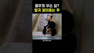 몸무게 무슨 일? 말귀 알아듣는 푸! #강바오 #푸바오