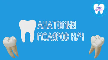 Анатомия и морфология моляров нижней челюсти