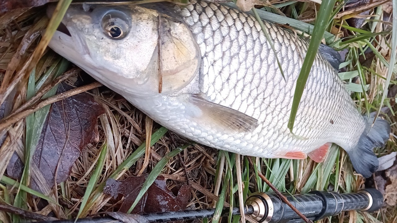 ESIK-FÚJ... fázom... mégis nagyon jót horgásztam... ízelítő - x horgászat Kirillel redkrill.hu 02.23