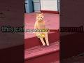 😂 Cats are not normal... and that's why we love them!#cat #funny #catvideo #catlife#viralvideo