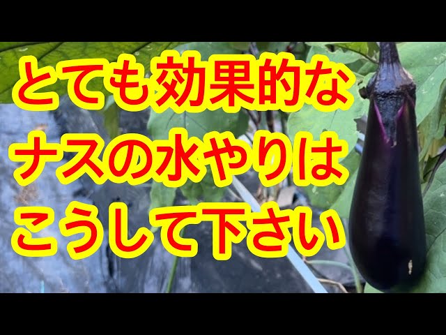 Eggplant] Watering is vital! When watering eggplants in the midst