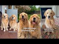 Hilarious Differences Between My Golden Retrievers