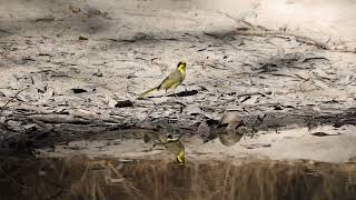Yellow tufted Honeyeater 24022023 1