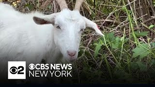 Goats brought in to help clean up New Rochelle park