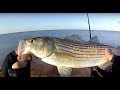 Striped Bass + Blue Fish on the Storm 360GT Searchbait - part 2 - *BONUS CLIP 12lb Striper*