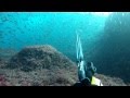 Pesca submarina. Lubina capturada mientras cazaba en poca agua