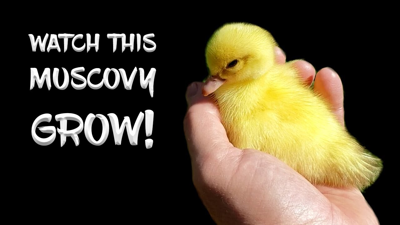 Watch this Muscovy Grow from Duckling to Adult! YouTube
