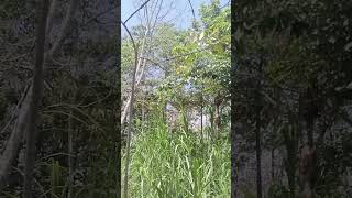 Download Lagu suara mp3 korlap sogon kemade di jamin ampuh 100x MP3