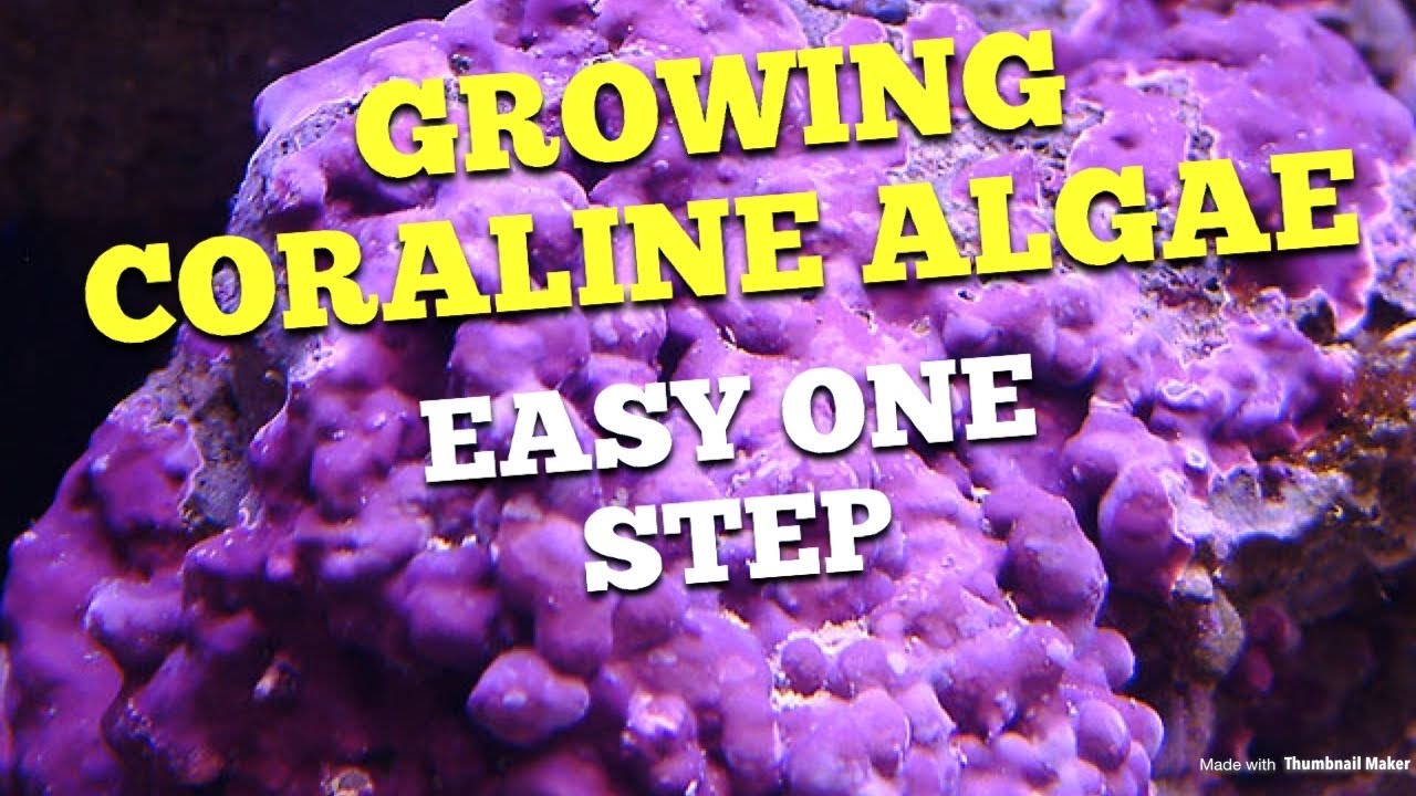 Выращивание водорослей кораллов (1 очень простой шаг)