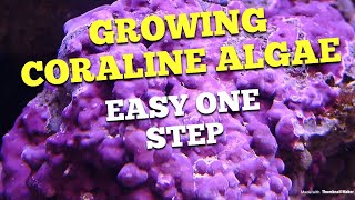 Growing Coraline Algae (1 super easy step)