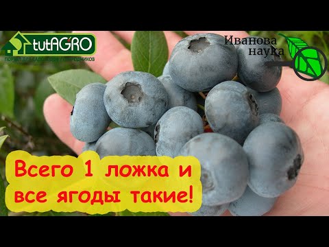 Чудо-удобрение для голубики и гортензий! Урожай огромный и пышное цветение гарантированы!