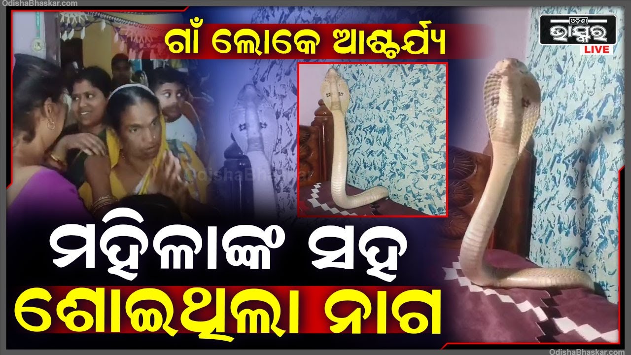ଘରଭିତରେ ଲାଗିଛି  ଭିଡ଼ , ମହିଳାଙ୍କ ସହ ପଲଙ୍କରେ ଶୋଇଥିଲା  ନାଗସାପ.. ସମସ୍ତେ ଆଶ୍ଚର୍ଯ୍ୟ