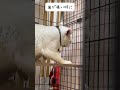 愛猫の要注意な動き#歯周病# #保護猫 #cat