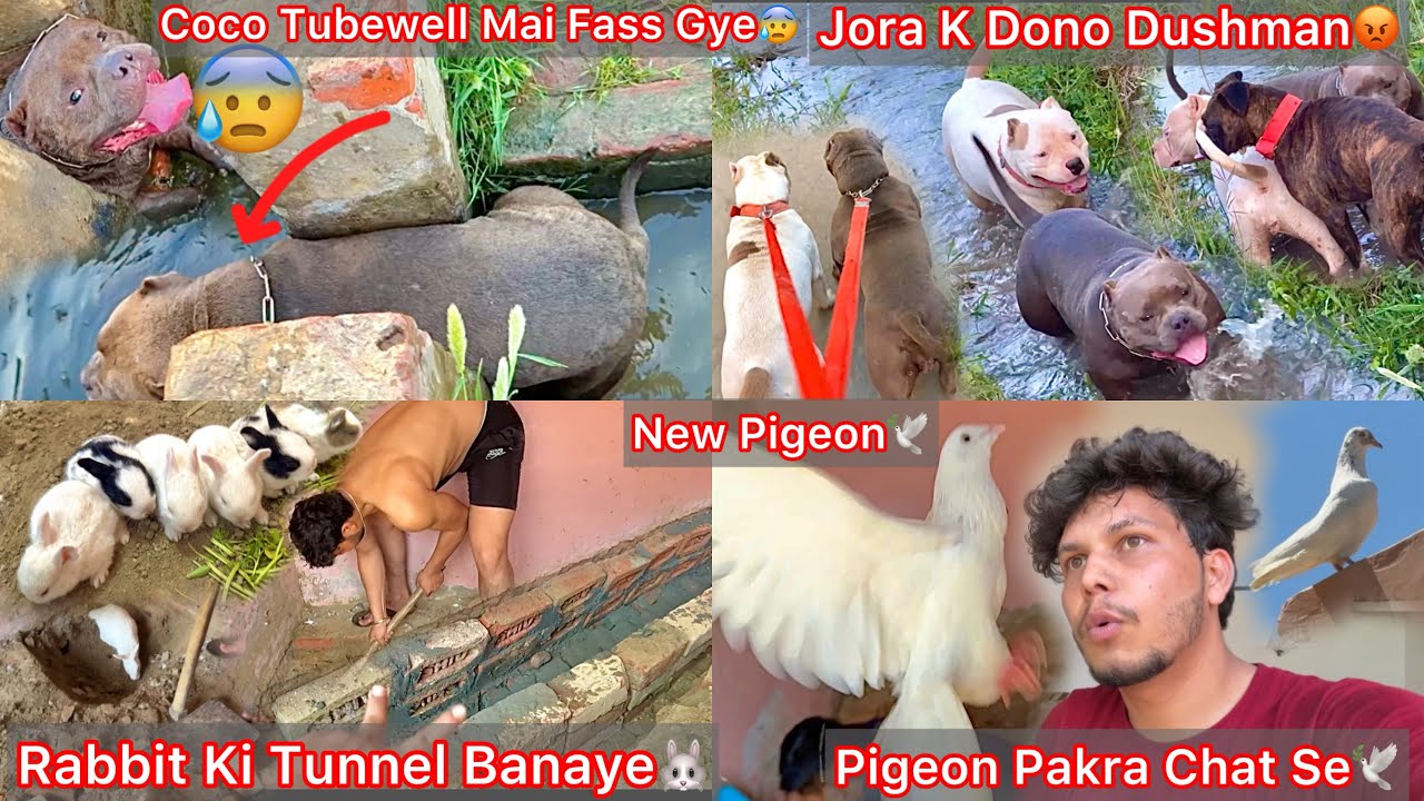 Coco Tubewell Mai Fass Gye😰|| Rabbit K Liya Cement Se Tunnel Banaye🐰|| Pigeon Catch Kiya Chat Se🕊️