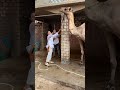 كلمه Explore الفقه Beautiful اكسبلور البشره Camel يارب 
