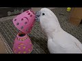 New Cockatoo Toys