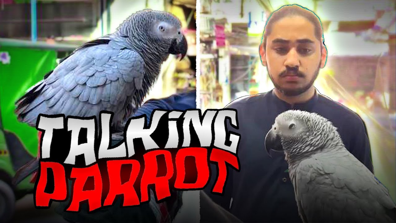 Bolnay Wala Tota 😂