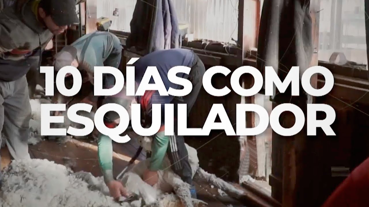 INFORME MALNATTI: 10 días como esquilador de ovejas