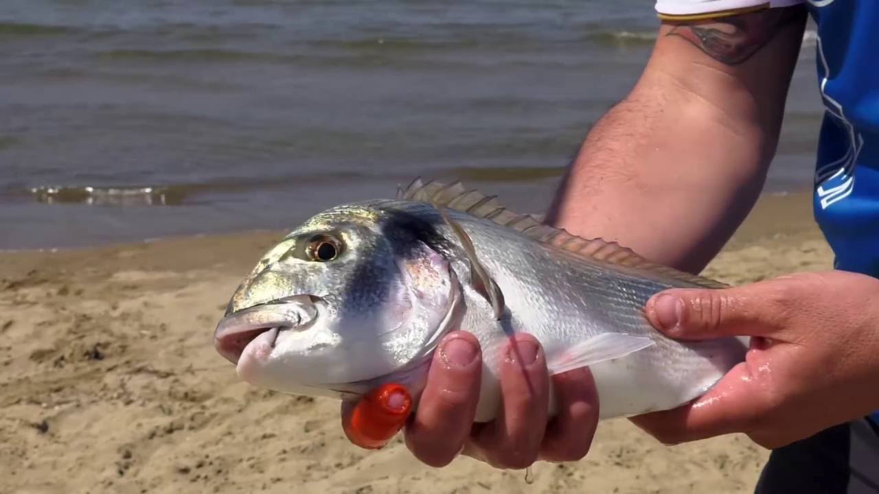 Le orate di Mondragone