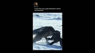 Eagle Vs Dog , Watch