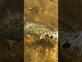Can you name these fish? #subscribe #fish #ytshorts #youtubeshorts #fishing #support #subscribe