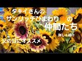 初めてのカジュアルフラワー！父の日にオススメ❗タキイさんのひまわり