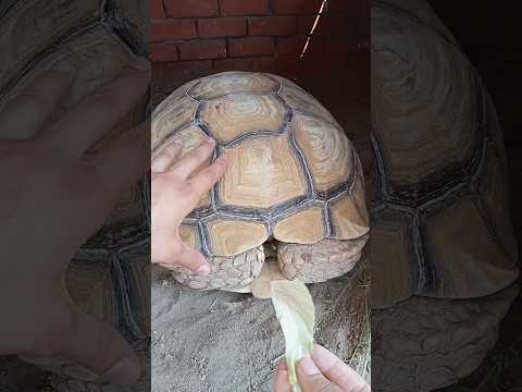 لماذا تخفي هذه السلحفاه رأسها سبحان الله