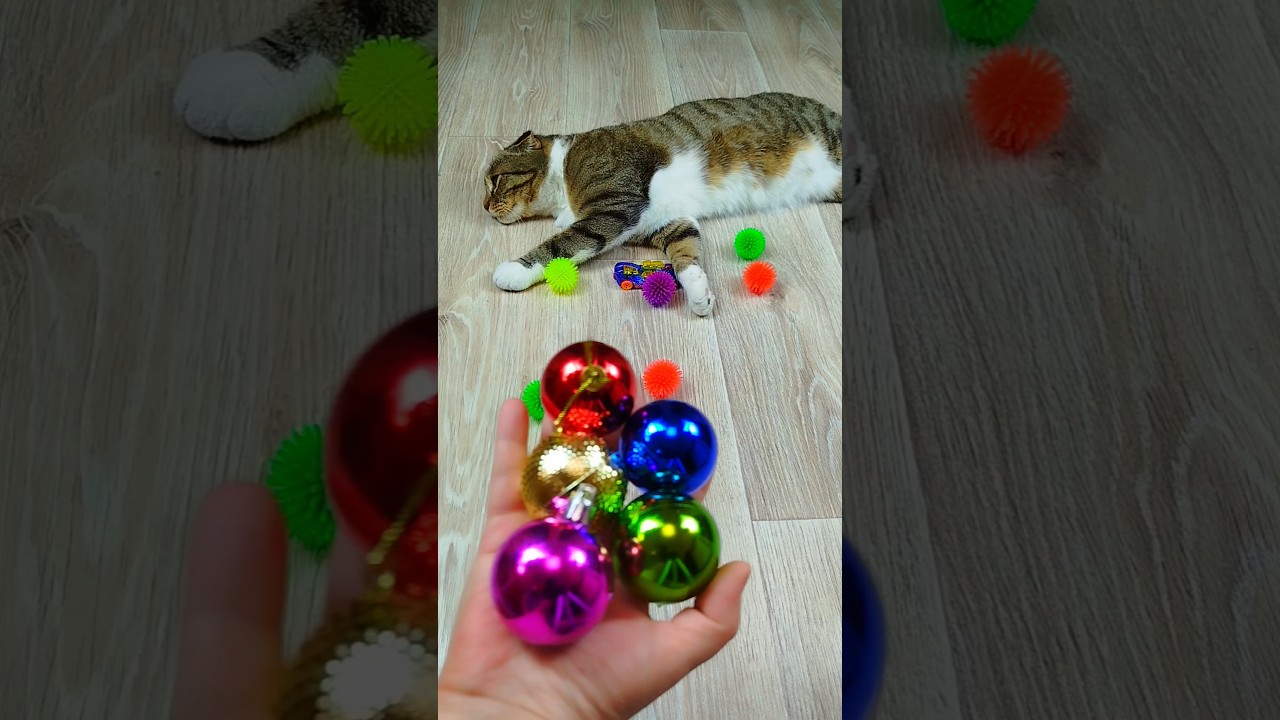 Cat Barsik Balls β€π Reverse video #reverse #cat #marblerunandmore