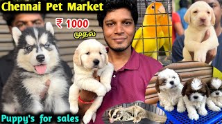Boardway Chennai Pet Market | Rare Variets | All breeds dogs birds | kozhimarket #sundaymarket
