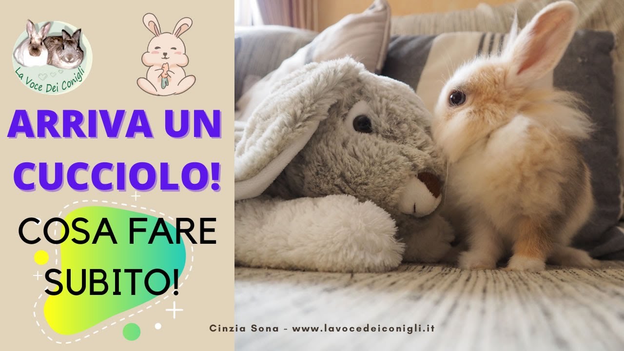 ARRIVA UN CUCCIOLO DI CONIGLIO (le cose importanti da fare)