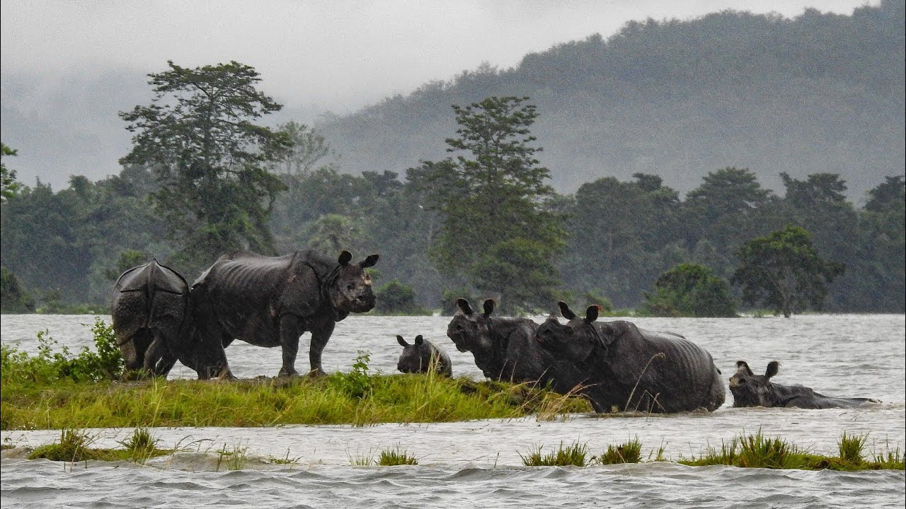 One-horned Rhinos in flood- Kaziranga National Park, Assam