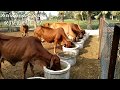 Rudram Chant for Desi  Cow Heal nature &amp; Cow energy