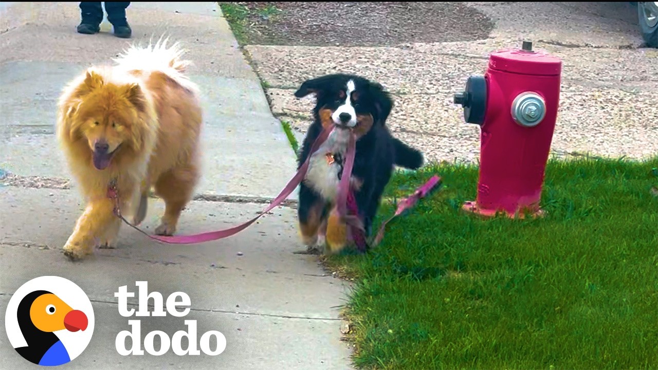 Puppy Guides Her Blind Big Sister on Walks | The Dodo - YouTube