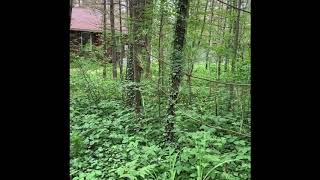 Gypsy Moths 2020