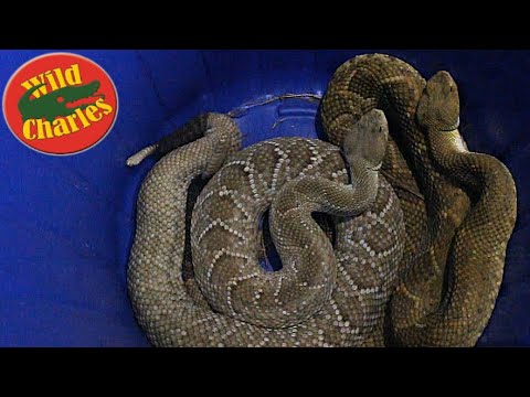 venomous snakes in north america MEXICAN RATTLESNAKES!!