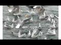 النورس في البحر Seagulls In The Sea طيور هشتاقي النورس Seagulls 
