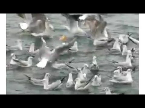 النورس في البحر     طيور هشتاقي النورس 