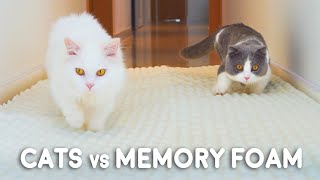 Can Munchkin Cats Walk On Memory Foam Mat?