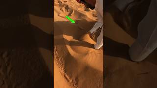 He Found This Creature Swimming Under the Desert!(@asd141423/TT)
