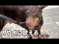 相談があったドーベルマンに会ってきました