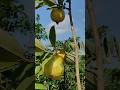 amazing guavas ‼️#trending #shorts #short #viral #fruit #food #reels #farming #guava #harvest