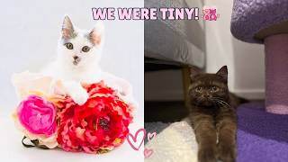 What Did We Look Like as Kittens? | Then vs Now