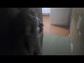 кот мурчик