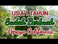 PEPAYA CALIFORNIA UMUR 1 THUN SUDAH BERBUAH BANYAK BOS