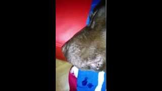 Мой Лабрадор Храпит