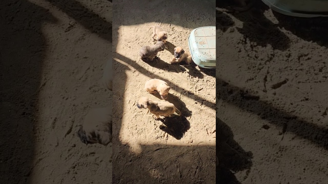 Daily routine of Shelter 