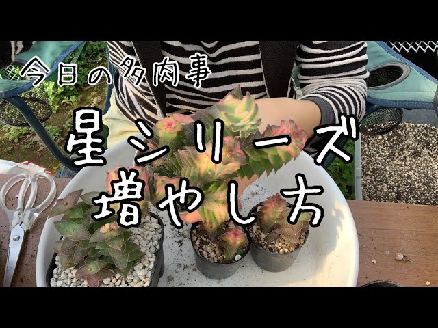 Today's succulent] How to grow the Crassula series - YouTube