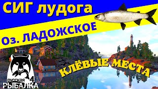 СИГ ЛУДОГА Оз. ЛАДОЖСКОЕ / ФАРМ ✅ РУССКАЯ РЫБАЛКА 4 Russian Fishing 4 РР4