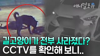 길고양이가 전부 사라졌다? CCTV를 확인해 보니.. ‘충격’, 사람까지 공격한 들개의 습격 😰 | KBS 류수영의 동물티비 210212 방송